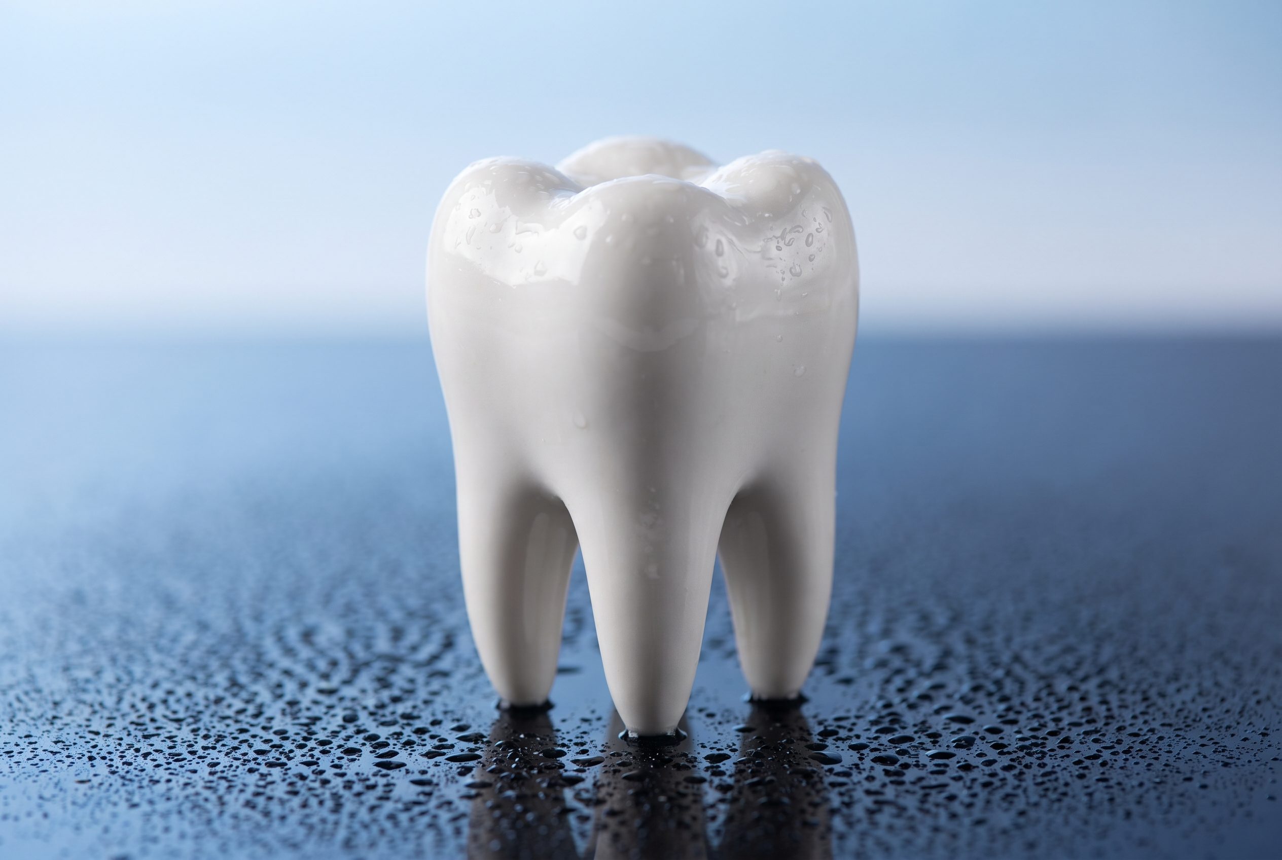 Modello di dente molare su superficie bagnata con fondo blu